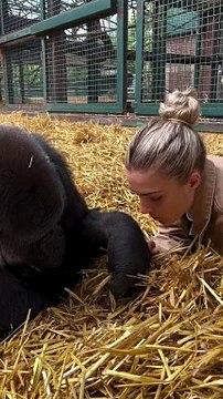 Spending time with tambaby at the sanctuary. @theaspinallfoundation are the only people in the world that send gorillas back to the wild and now we successfully have 80 living free with a 95-97% survival r