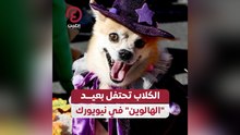 الكلاب تحتفل بعيد الهالوين في نيويورك
