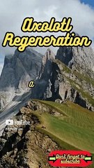 Animal Facts        Axolotl Regeneration          #shorts