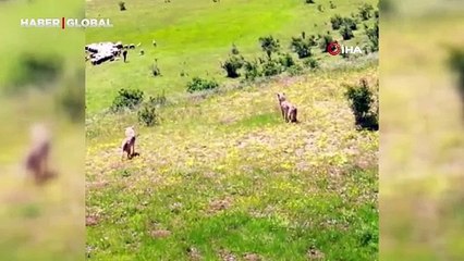 Baskın basanındır: Koyun sürüsüne saldırmayı planlayan iki kurda dronlu pusu