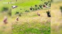 Baskın basanındır: Koyun sürüsüne saldırmayı planlayan iki kurda dronlu pusu