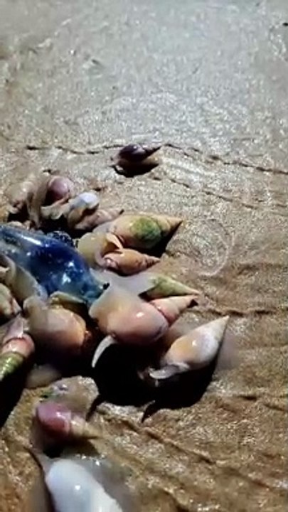 Samundar ka snail