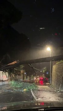 Alluvione a Bologna, albero caduto in via Putti (zona Castiglione)