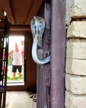 Personne ne rentrera chez lui c'est certain... Accueillis par un gros serpent