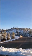 Ces touristes croisent un bison couvert de neige dans le Yellowstone... moment magique