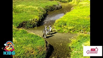 The Adventures of Puddle the Penguin Poem for kids KIDS SCHOOL