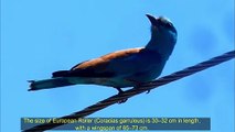 Facts of European Roller