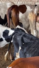 #trending #viral #usa #shortvideo #viralvideos #animals #nature #cow #cowbaby #innocent #petslife