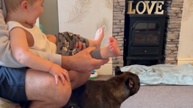 Little boy bursts into giggles as his family dog playfully licks his feet