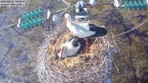 Caméras cigognes 2024 - résumé nichées nid 1 & 2