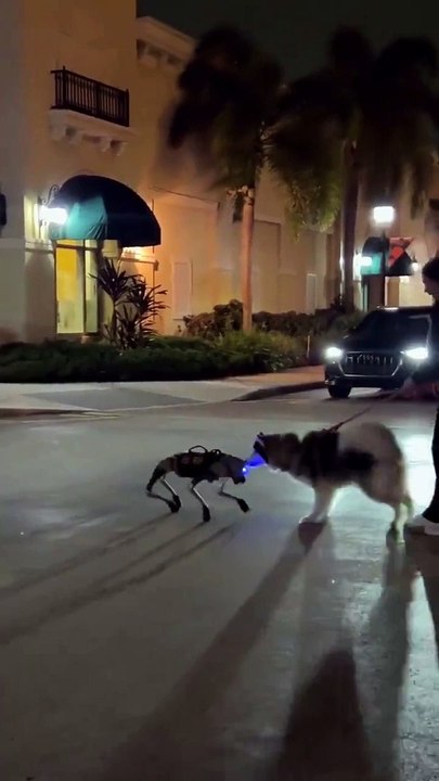 Robot köpek ile gerçek köpeğin karşılaşma anları