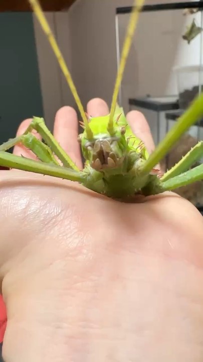 Un alien 