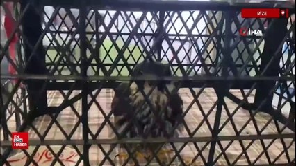 Rize'de işletmesine gelen yavru doğanı eliyle besledi