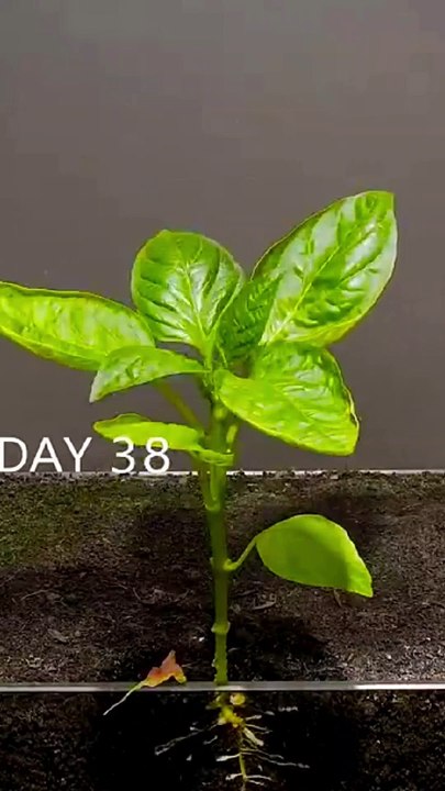 Time lapse plant growing || growing plants @village Charms