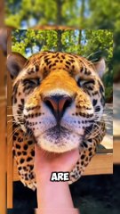 Explore the Wild: [jaguar ]" #jaguar # wildlife