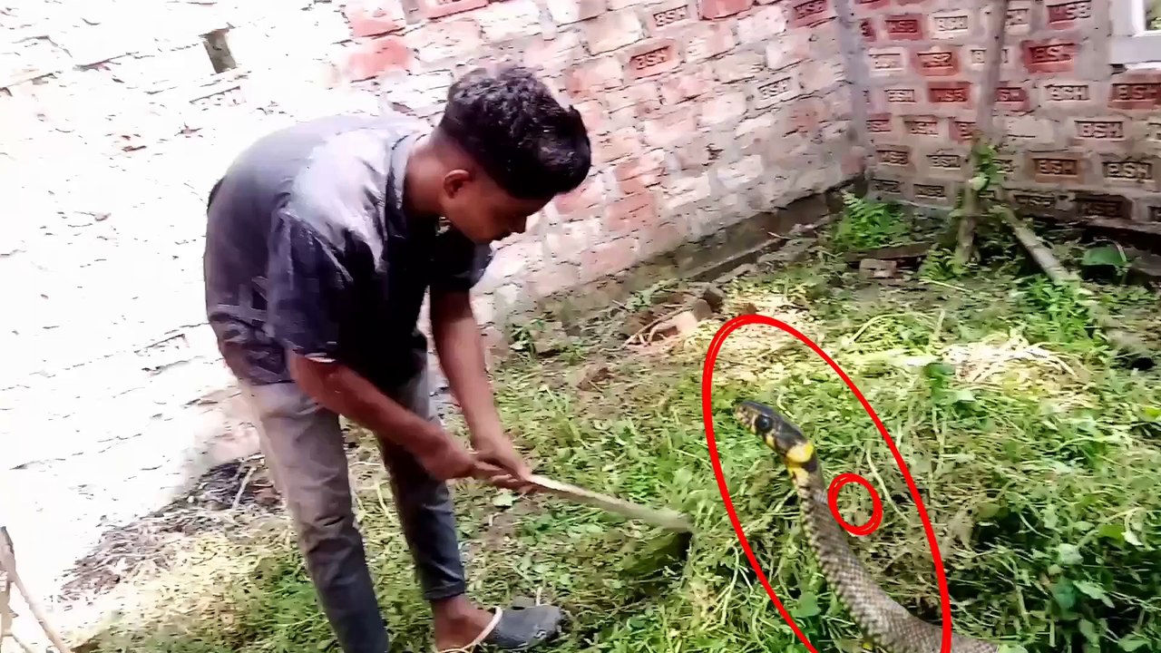 Snake farm 