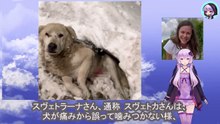骨盤が折れるほど何度も殴らた犬は最後に背中を撃たれ雪の中に捨てられましたThe dog was beaten so many times that its pelvis was broken, and finally shot in the back and dumped in the snow.