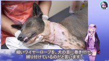 犬を快く思わない残酷な人間は首にワイヤーロープをきつく巻き付け彼女の自由を奪いましたA cruel man who didn't like dogs tied a wire rope tightly around her neck, restricting her freedom.