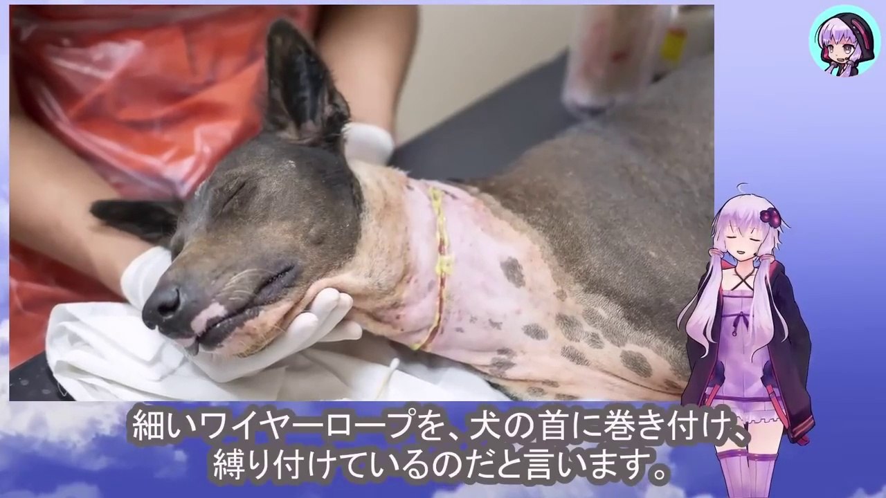 犬を快く思わない残酷な人間は首にワイヤーロープをきつく巻き付け彼女の自由を奪いましたA cruel man who didn't like dogs tied a wire rope tightly around her neck, restricting her freedom.