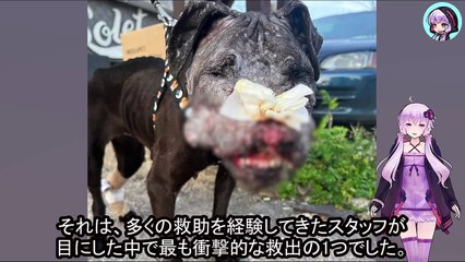 おとり犬として使われた子犬の救出と回復の物語、絶望から希望へFrom despair to hope: the rescue and recovery story of a puppy used as a decoy dog