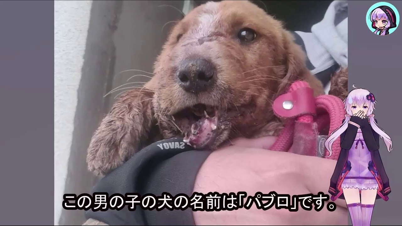 子犬に石を投げ、棒を振り下ろしていた少年たちは、笑いながらその場を離れましたThe boys who had been throwing stones and swinging sticks at the puppy walked away laughing.