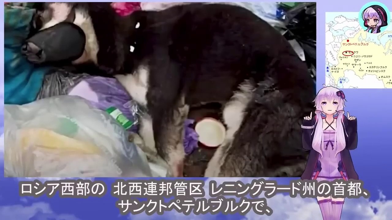 飼い主は犬を何度も殴り続けた後、動けない犬の口と手足を縛り付けたままゴミ溜めの中に捨てましたThe owner repeatedly beat the dog, then tied up its mouth and limbs and dumped it in a garbage dump.
