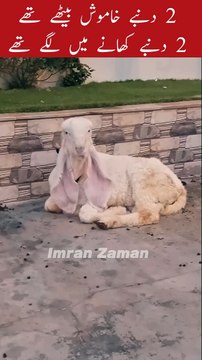 2 Sheeps silent 2 Sheeps eating