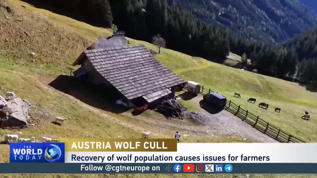 Should wolves be protected?