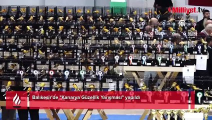 Rekor katılım! Balıkesir'de "Kanarya Güzellik Yarışması" yapıldı