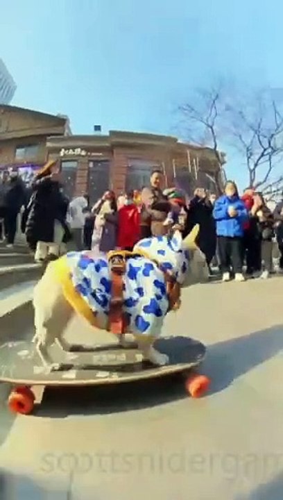 Dog Funny Video #14 (10-20-2024)