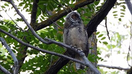 I gufi trovati a Spoltore dalla Stazione Ornitologica Abruzzese