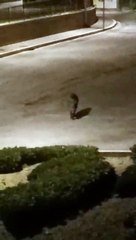 Maxi cinghiale a passeggio nella notte ad Atri