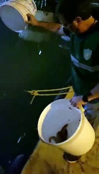 Le anguille rigettate nel fiume Pescara