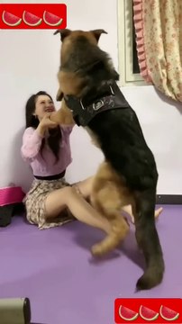 Dog is going to do _funny _funny animals _smart dog _funny dog #short