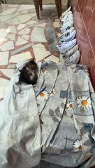 Kediler hiçbir şeyi amacı doğrultusunda kullanmazlar. Şato gibi ev yaparsın o gider terlikte yatar 