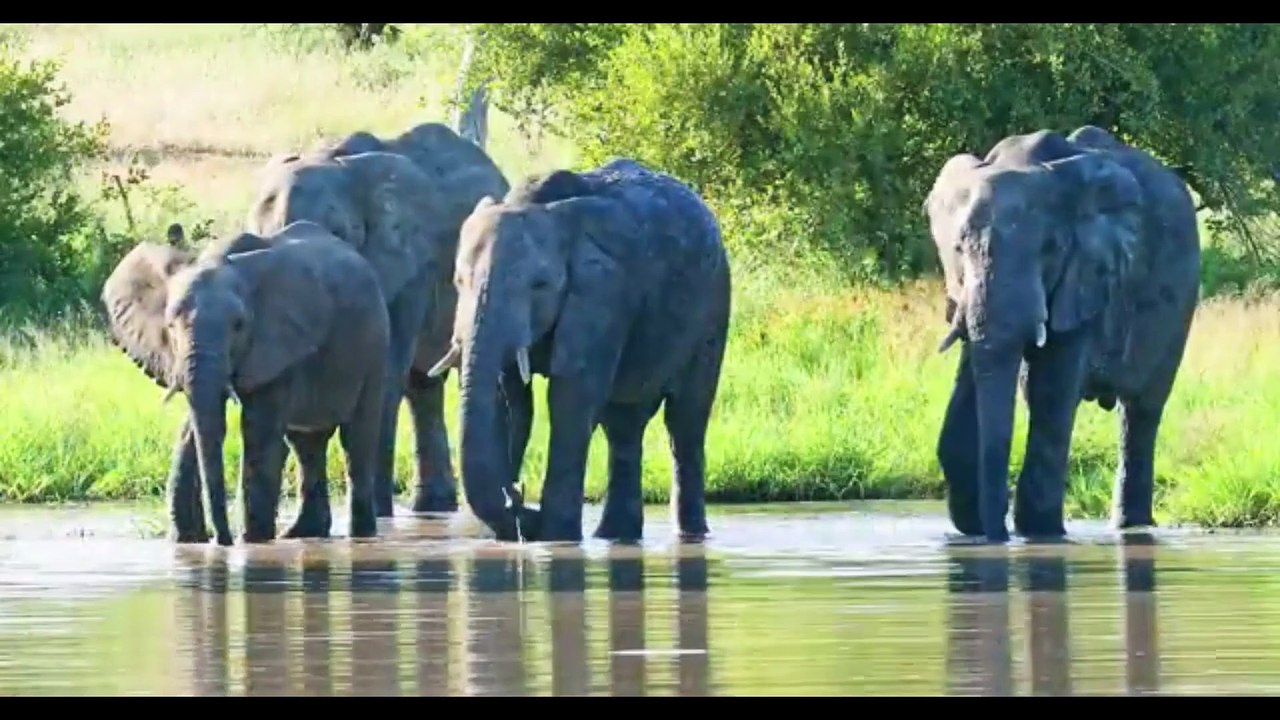 AFRICAN SAFARI-3 (1)