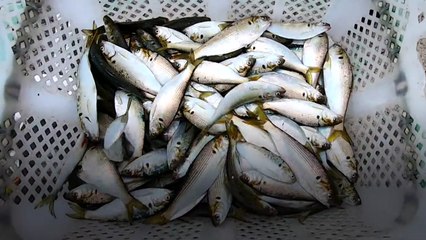 [지금e뉴스] '집 나간 전어' / 제시 친분사진 논란 / 갓생러 엄마 욕설 / 앙리 비빔밥 먹방 / YTN