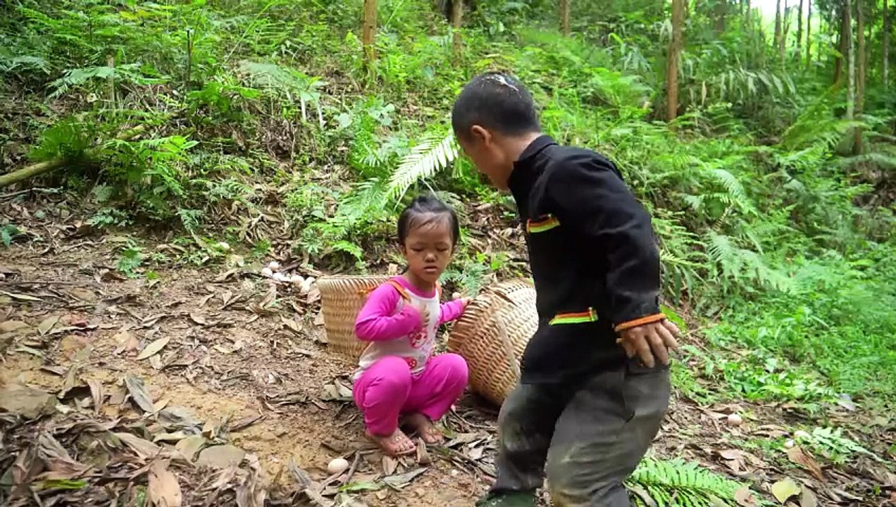 Dwarf Family Primitive Life- Chicken Eggs Harvest From Underground - Happy survival life.