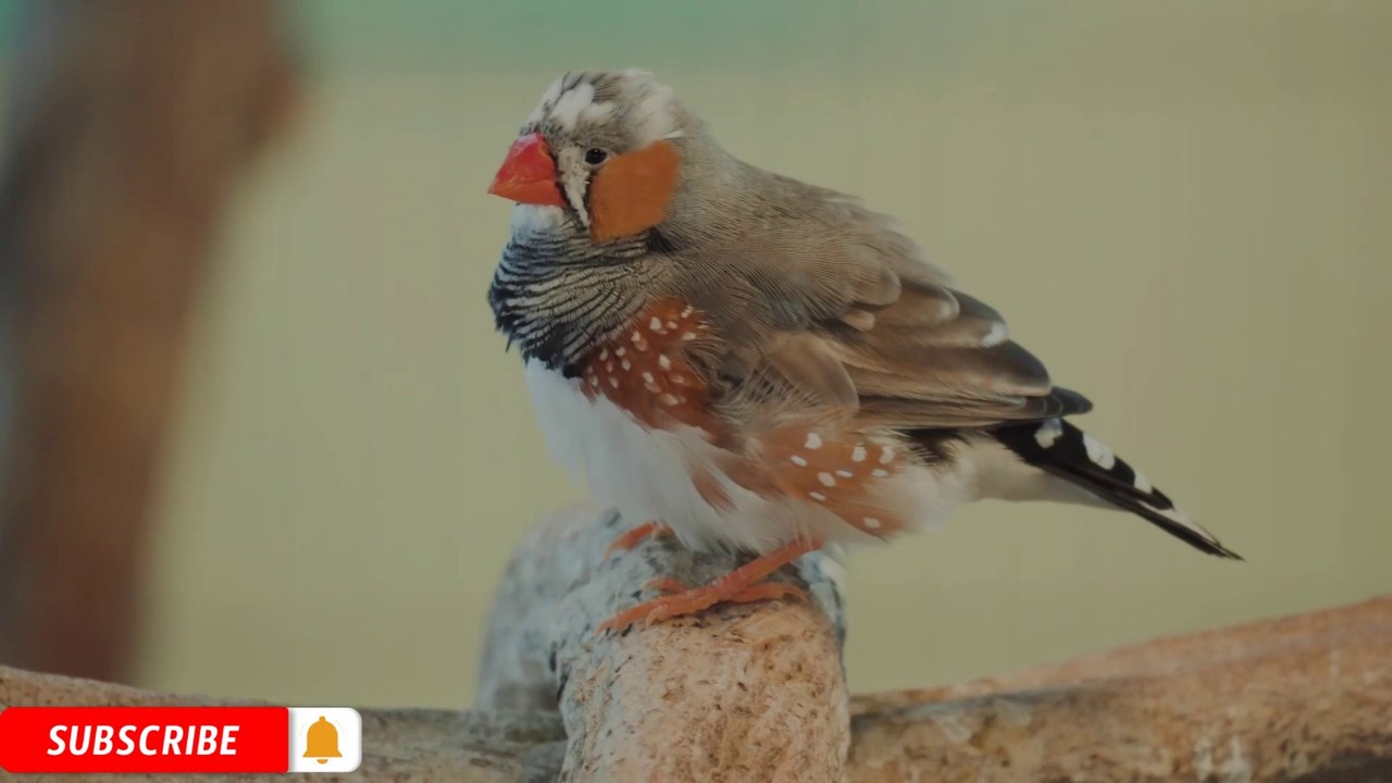 The World's Most Cute Birds: Nature's Colorful Masterpieces