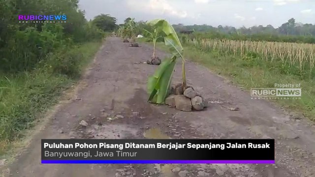 Puluhan Pohon Pisang Ditanam Berjajar Sepanjang Jalan Rusak di Tegalsari Banyuwangi, Ternyata Ini Keluhan Warga