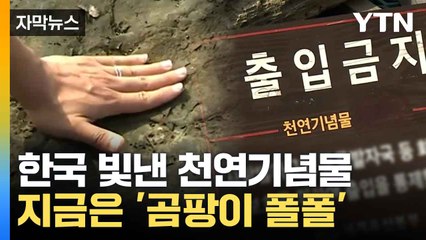 [자막뉴스] '아시아 최초'라더니... 지금은 찬밥 신세 된 희귀 화석 / YTN