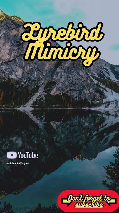 Animal Facts        Lyrebird Mimicry          #shorts