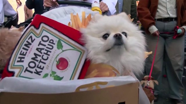 [나우쇼츠] 강아지를 위한 핼러윈 퍼레이드 / YTN