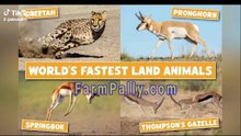 10 Fastest Animals on Land