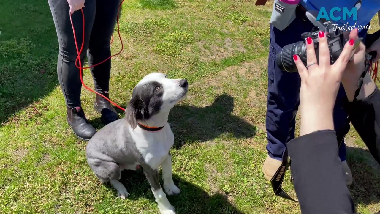 Bathurst Animal Rehoming Centre