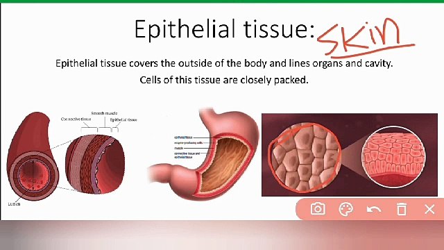 Epithelial tissue class 9 Biology in Urdu | animals tissue | Lec #28 | cells and tissues| chp #4