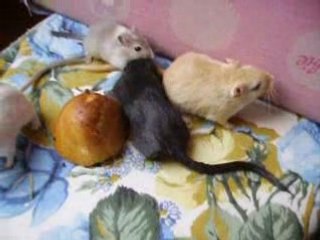 Vidéo mes 4 gerbilles