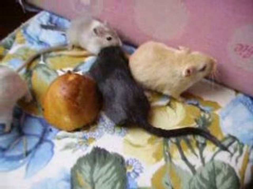 Vidéo mes 4 gerbilles