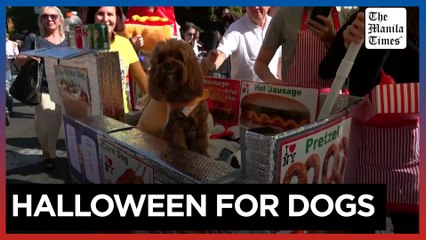 No tricks, all treats at annual Halloween parade for dogs in New York