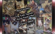 Meus Gatinhos Tom Yoshi, Tigrinho, Atena, Panda e Mel (Animais de Estimação) - #7